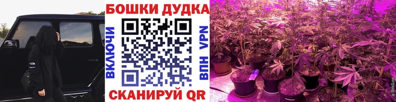 Бошки Шишки планчик  Лабытнанги 